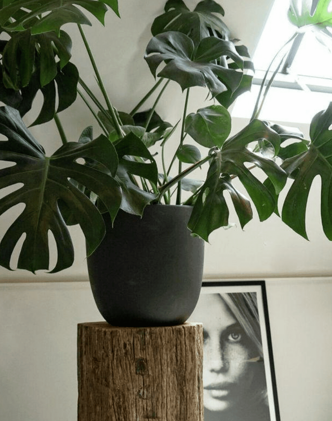 Planten als decoratie