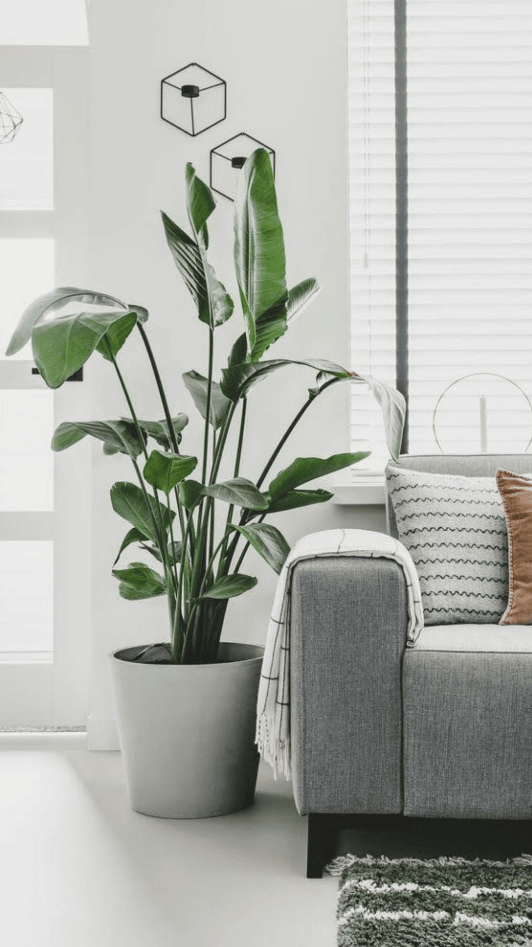 Planten